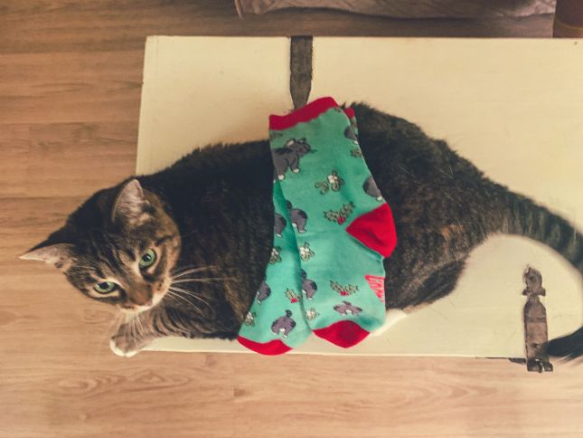 Womens Cat Butt Mistletoe Socks
