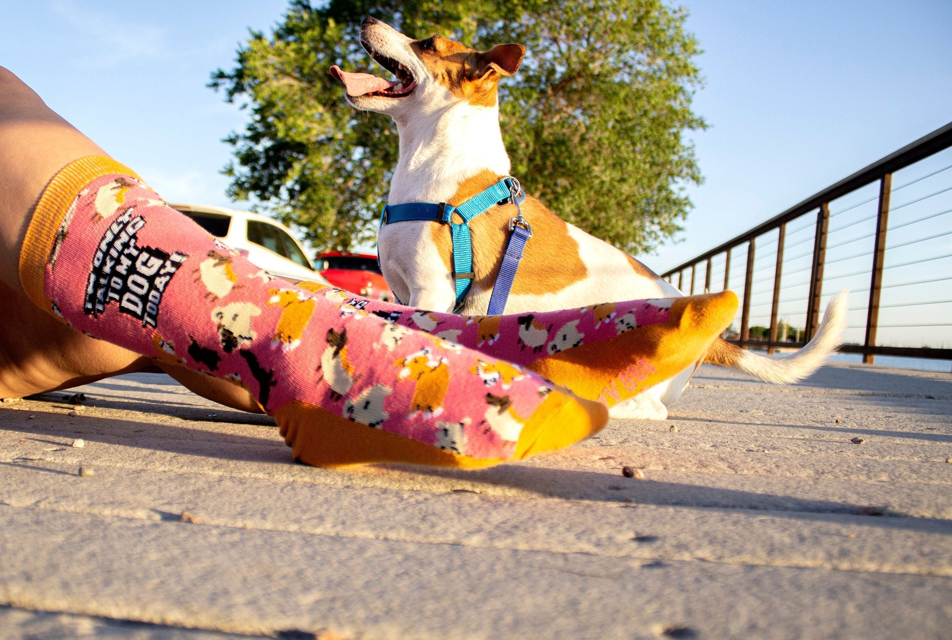 Womens I'm Only Talking To My Dog Today Socks