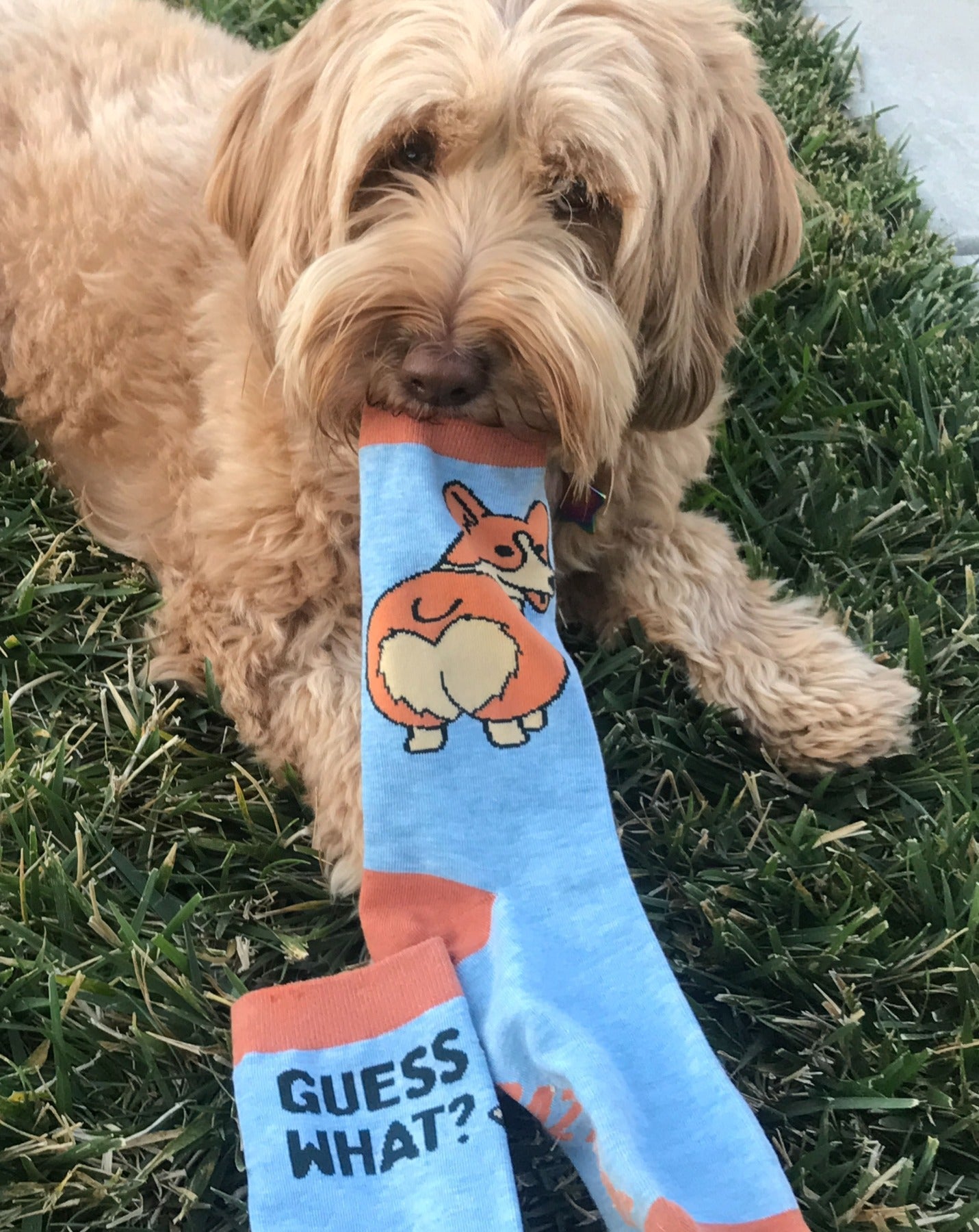 Women's Guess What Corgi Butt Socks